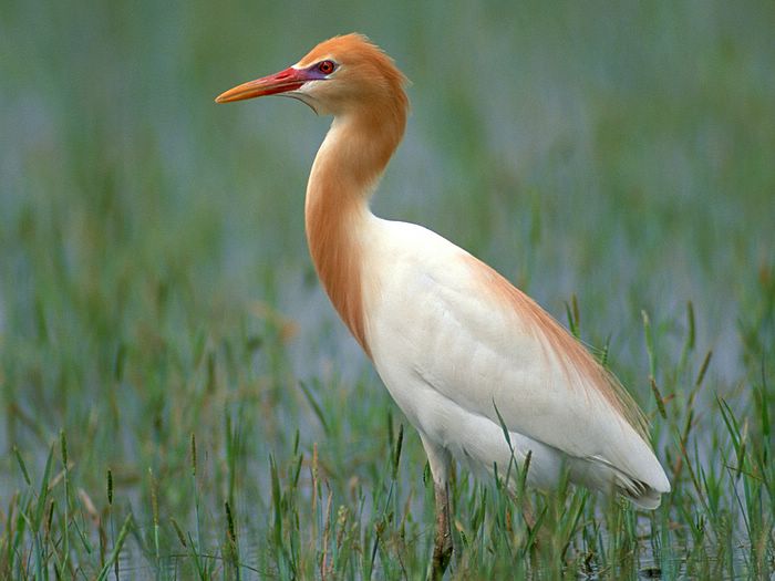 lovely big birds wallpapers entertainment only lovely big birds wallpapers entertainment only