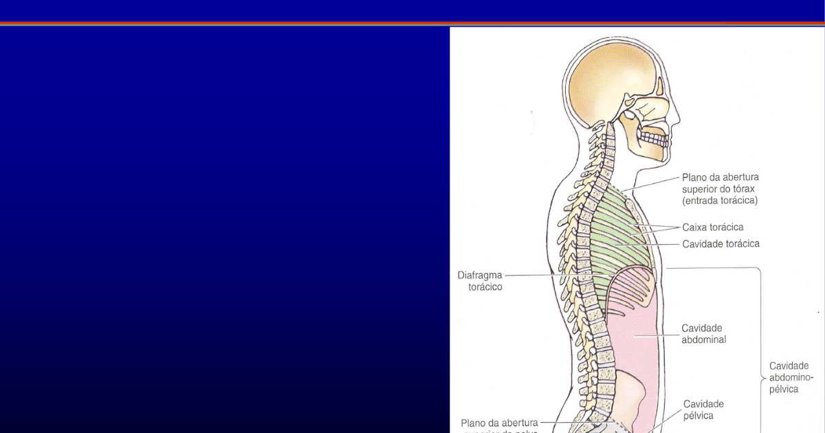 Image Result For Abdomen Image Result For Abdomen