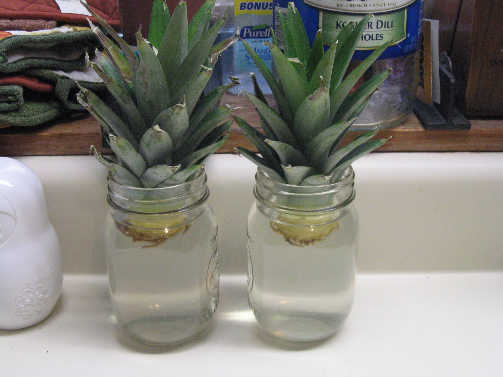 A Home in the Country Rooting Pineapple Tops and Dividing