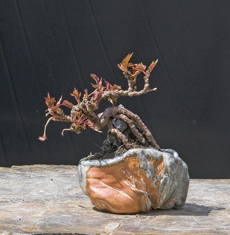 Virginia Creeper Parthenocissus quinquefolia Bonsai Colorado Rocky