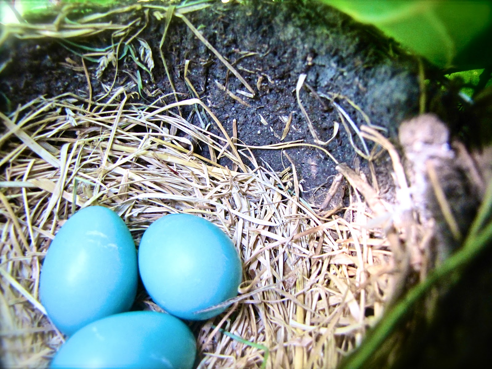 Mealworm eggs hatching