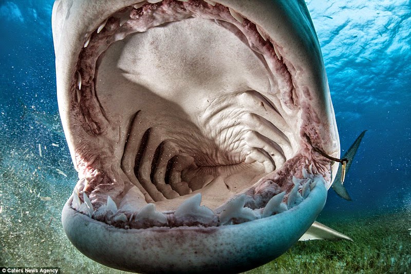 Atemberaubend Nahaufnahme Von Offenem Haifischmaul Gerrys Blog