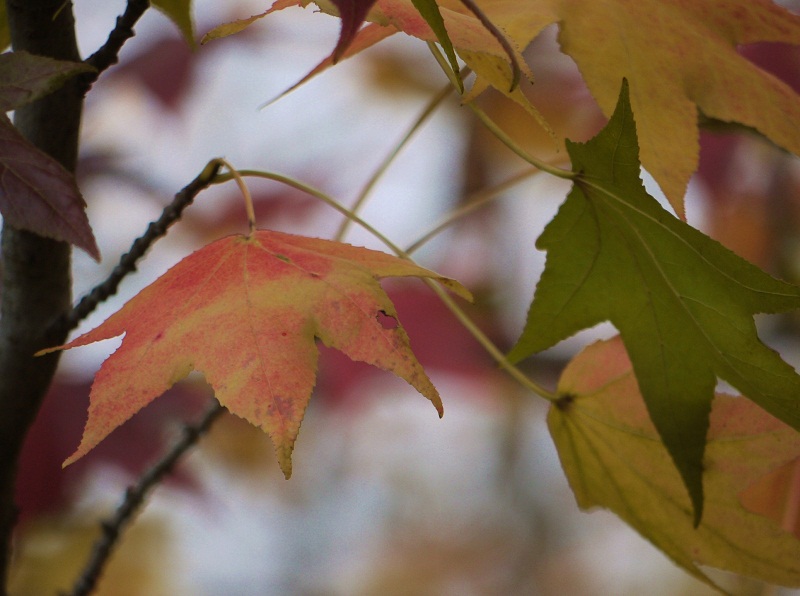 Stardust Talk Maple and Sweet Gum