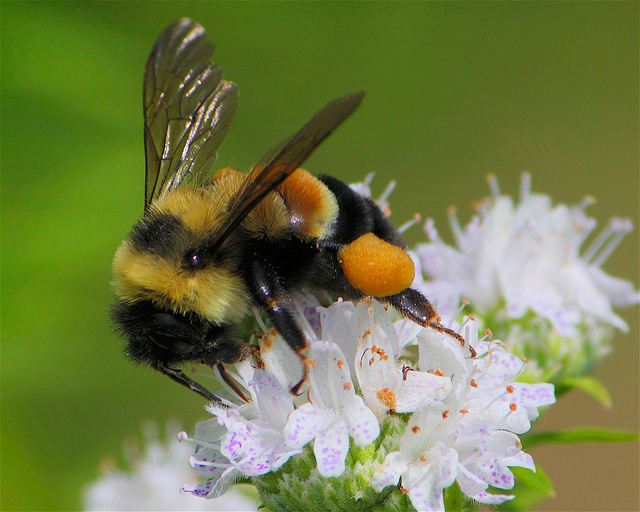 The Bumblebee's Decline Shows How We Get Conservation Wrong