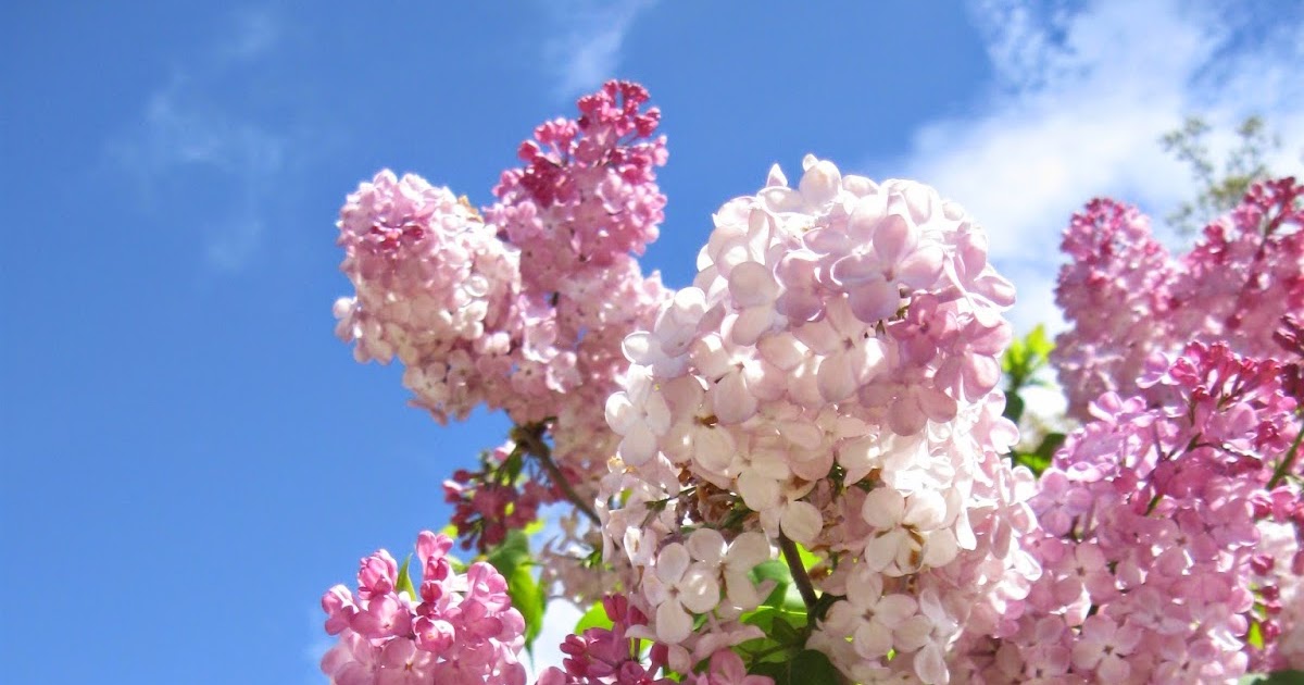 Lilacs You Can Grow That!