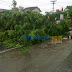 Tragedi Pohon Tumbang di Jalan Gatot Subroto Macetkan Blora