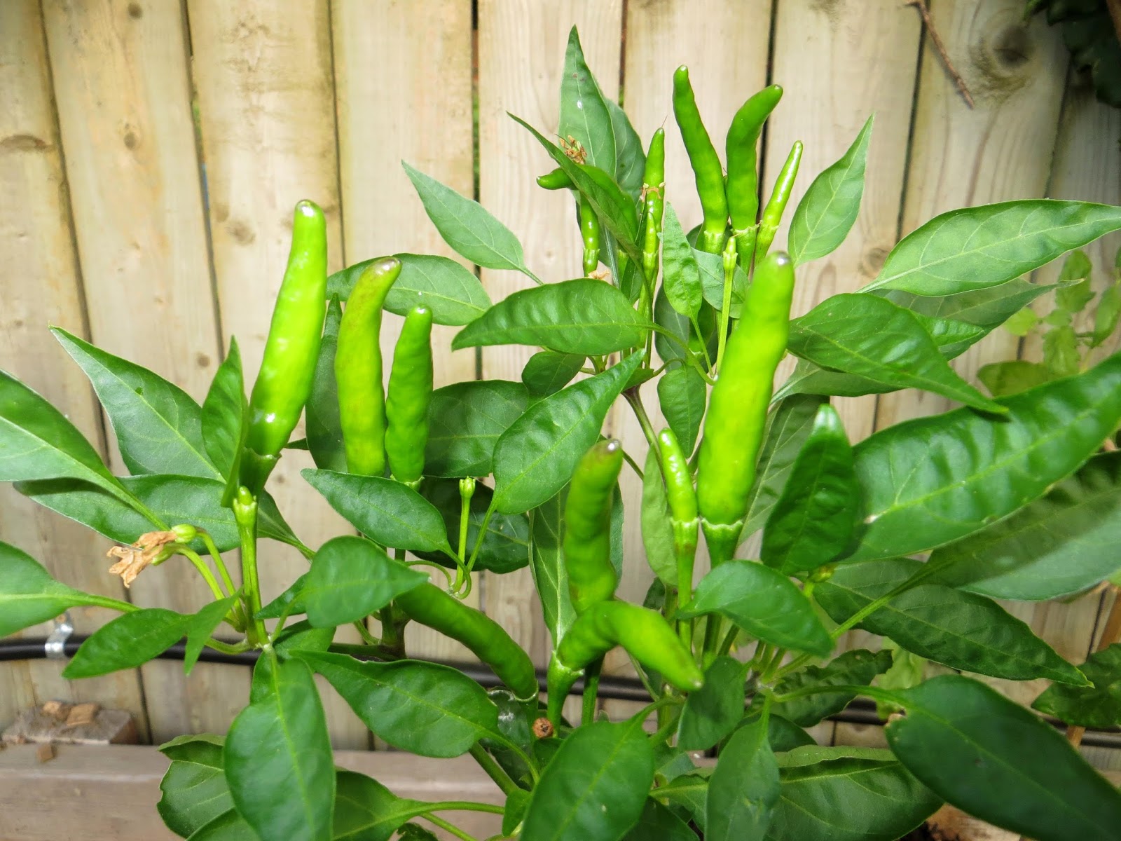 River Mud Getting to Know Your Food Peppers Anyone Can Know and Grow