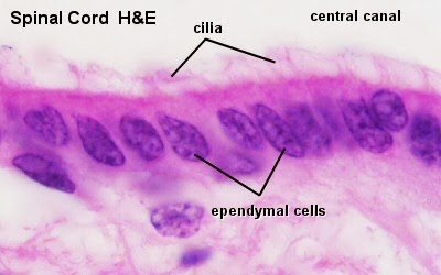 Mast cell h e