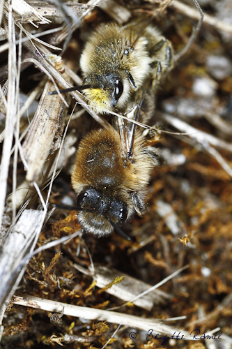 abeille collete cunicularius