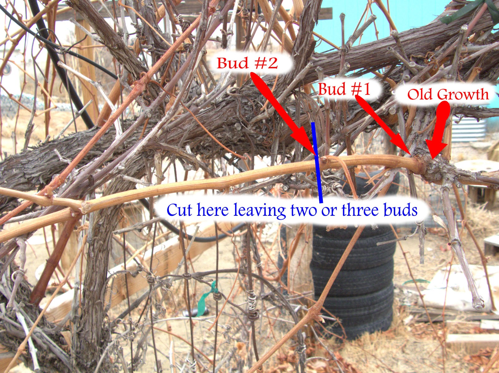 Garden44 grape trimming pruning