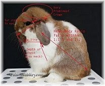 Holland Lop