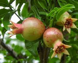 The Benefits of Pomegranate (Delima) for Health