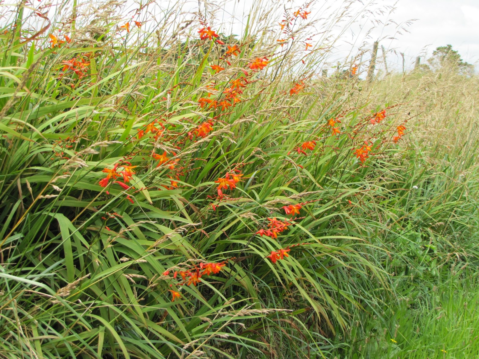photographing New Zealand montbretia grow along the roadside