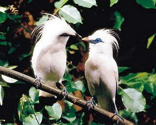 Gambar Burung Jalak Bali