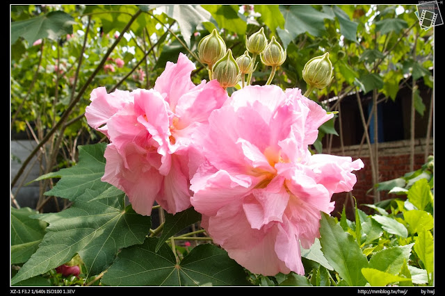 2013-10-01 中興小秘境-三色芙蓉花