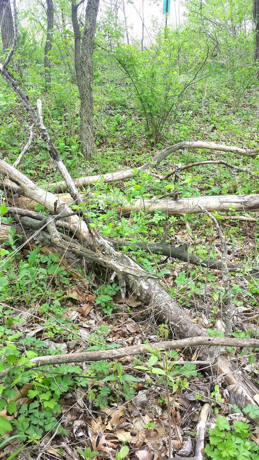Big Rigs 'n Lil' Cookies Hunting Morels