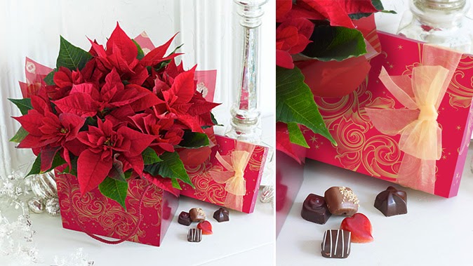 christmas flower with chocolate gift