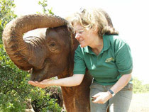 Sinya, the African elephant calf