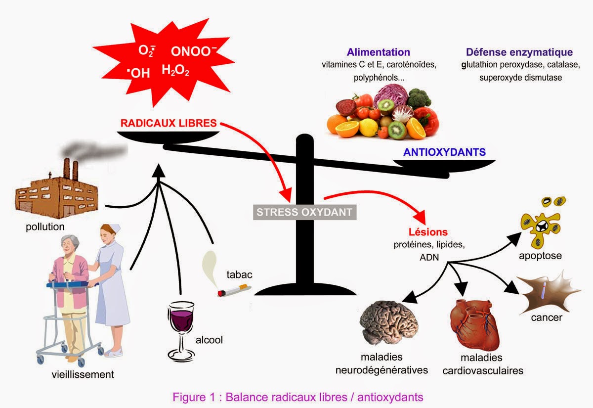 Blog 75 Infos santéAntioxydants et cancer