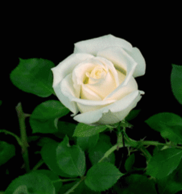 A beleza das rosas