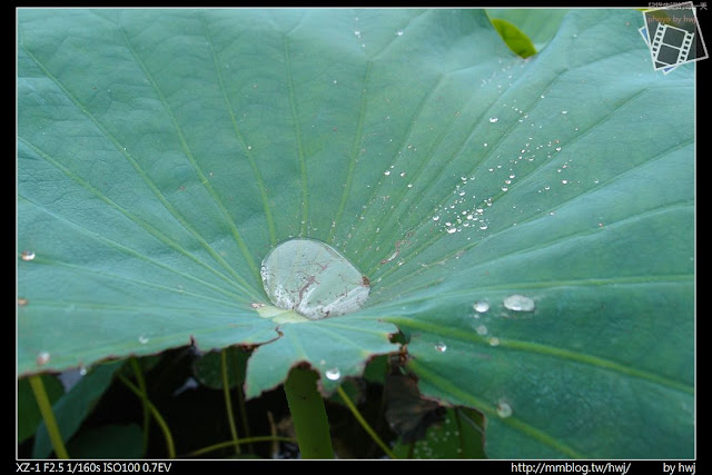 2013-04-27 中興新村火焰花 與 荷花池開花了！