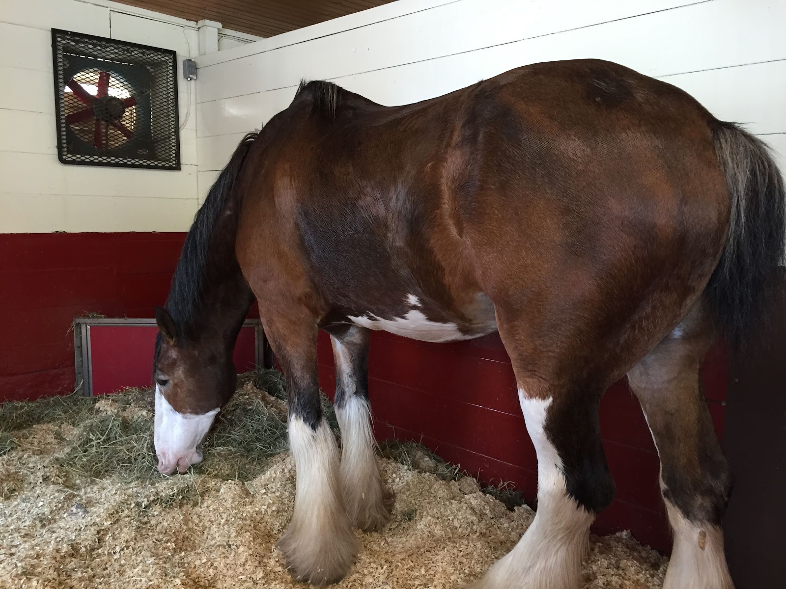 St. Louis Blues The Road Junkies