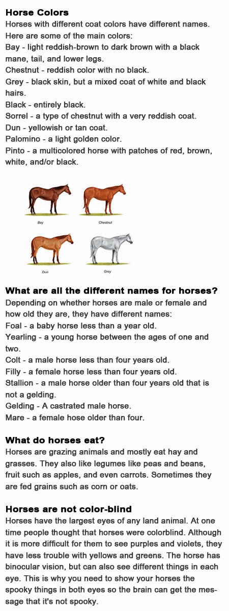 Horse information for kids