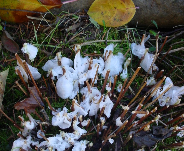 Garden of Discovery Silk Frost, Ice Ribbons and Frost Flowers.