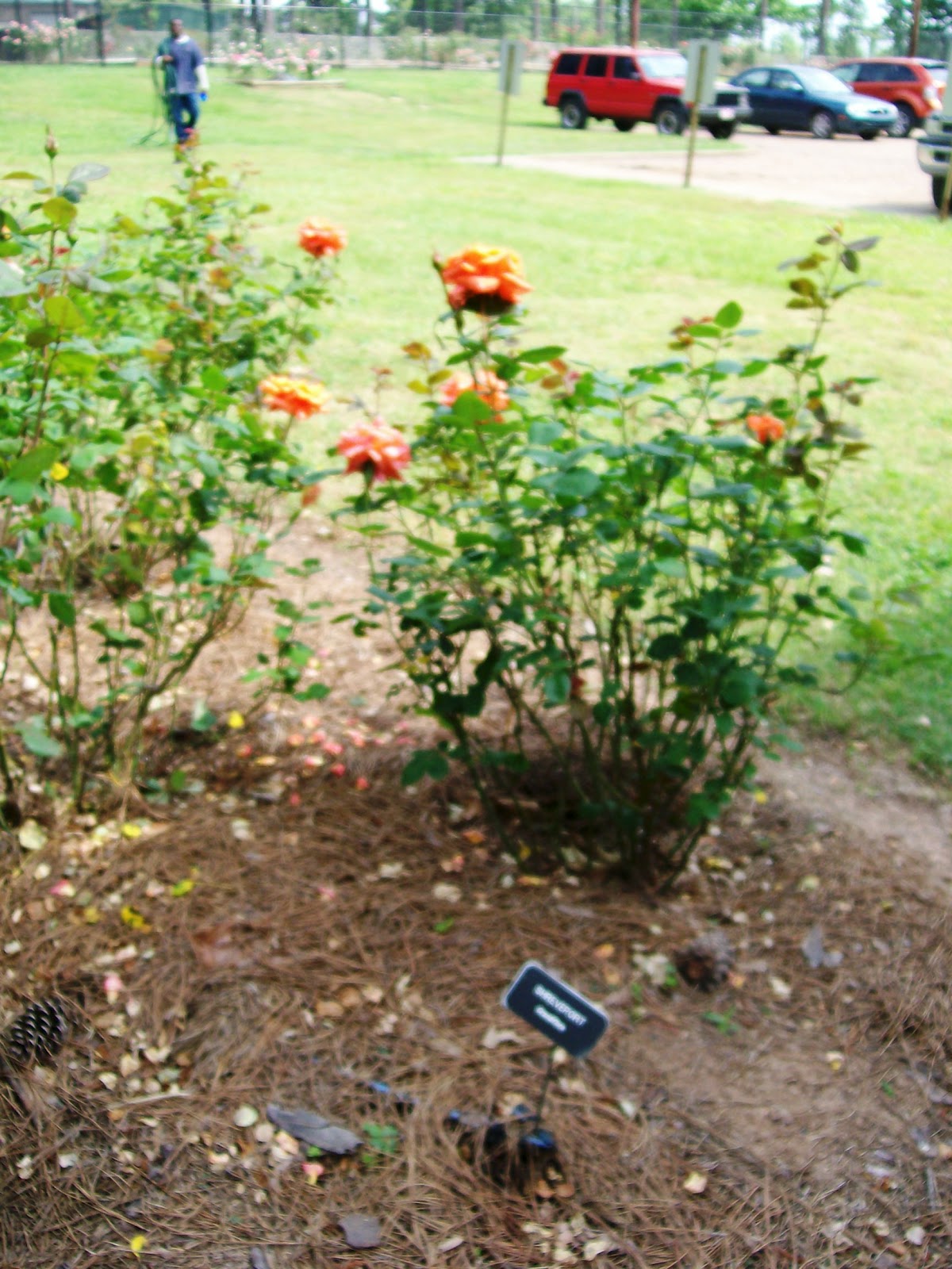 Rockhounding Around American Rose Society home & the Shreveport Rose
