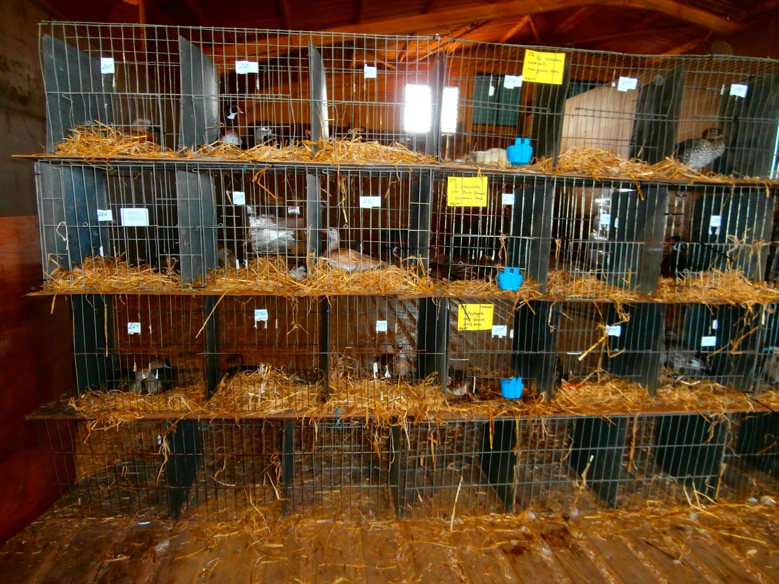 Smallholding Pleasure or Profit Fabulous day yesterday