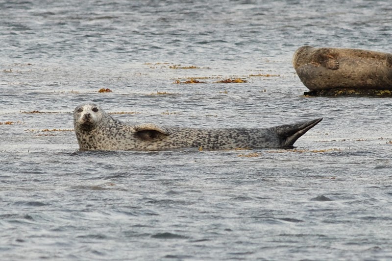 Dermot Breen's Blog Common Seals and Otter