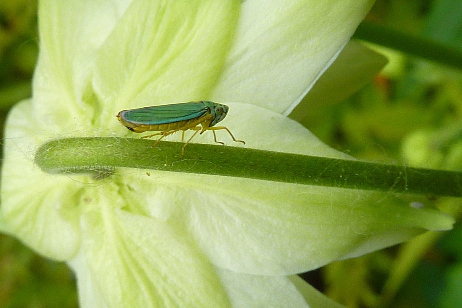How to Take Care of a Katydid Insect forecast How to Take Care of a Katydid Insect forecast