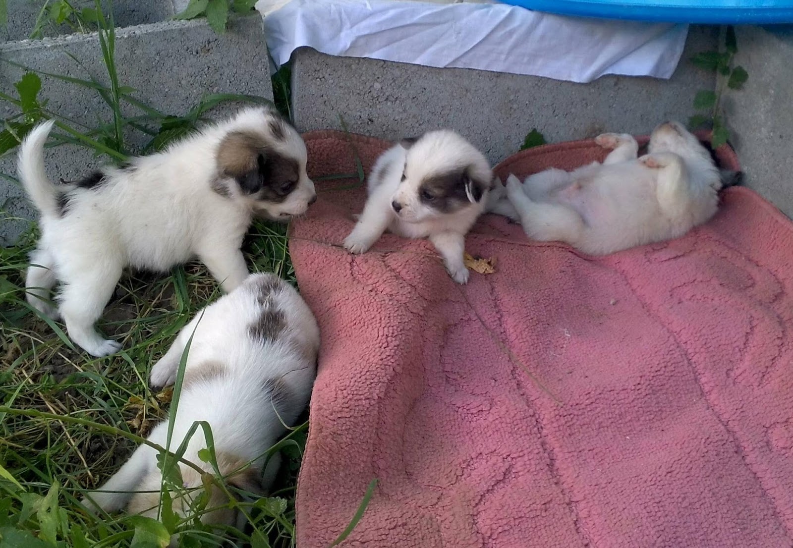 puppies thrown in river white wolf compassionate rescues 5 puppies who were thrown in a river puppies thrown in river white wolf compassionate rescues 5 puppies who were thrown in a river