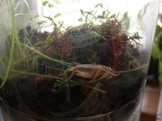 This is a closeup of the terrarium part of the ecocolumn and shows the plants and cricket.