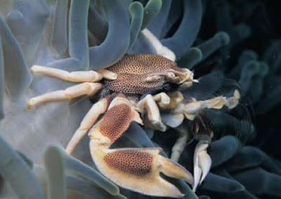 Anemone Crab