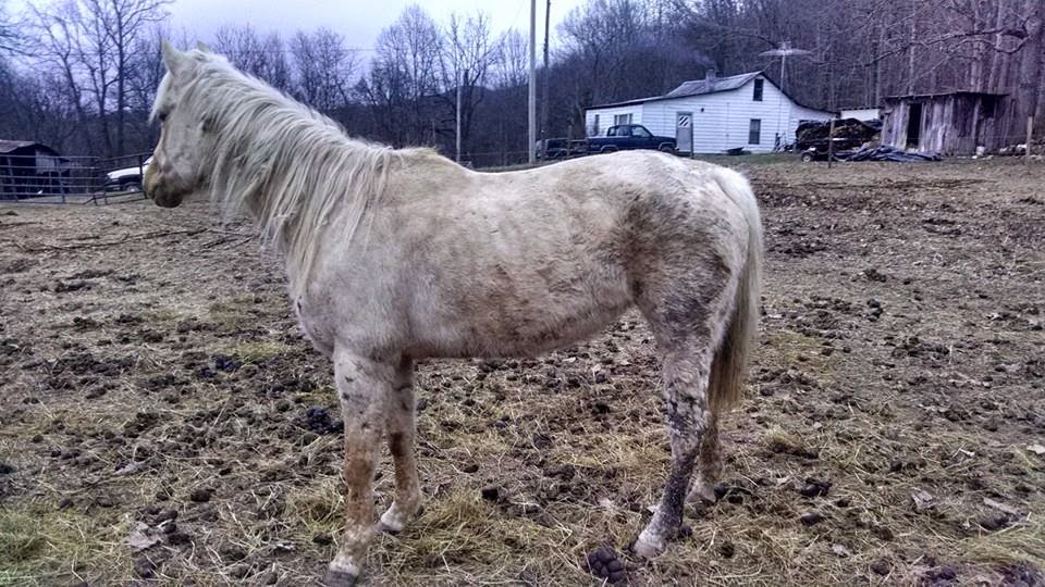 4R Ranch Bad Horse For Sale Pictures 23