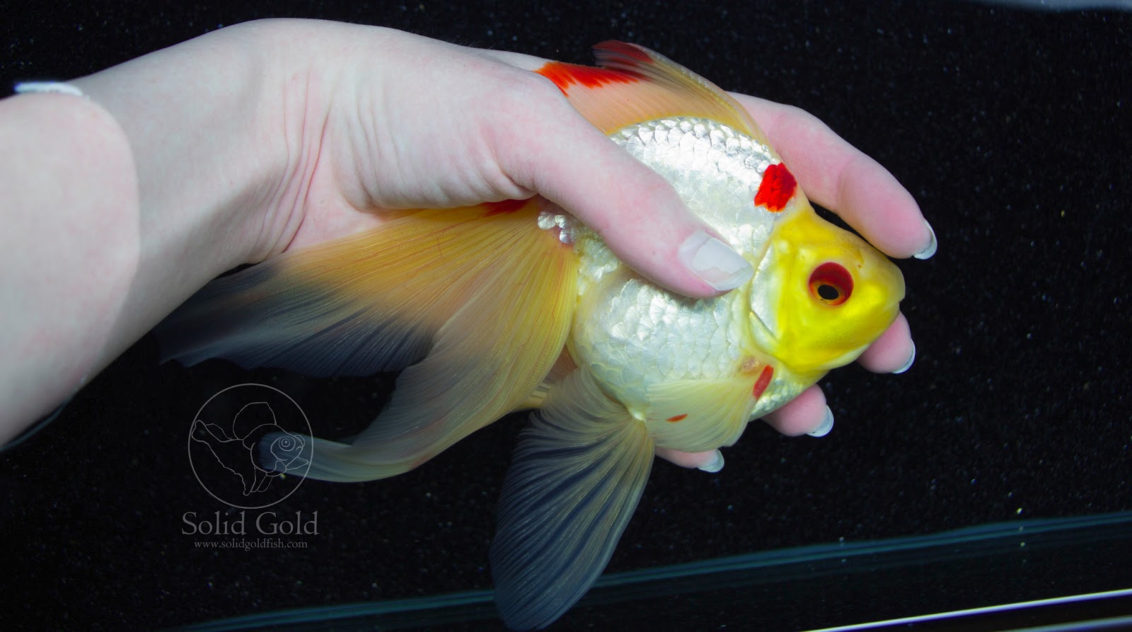 Goldfish Growth and Changes Update Solid Gold Aquatics