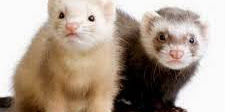 Happy National Ferret Day - April Happy National Ferret Day - April