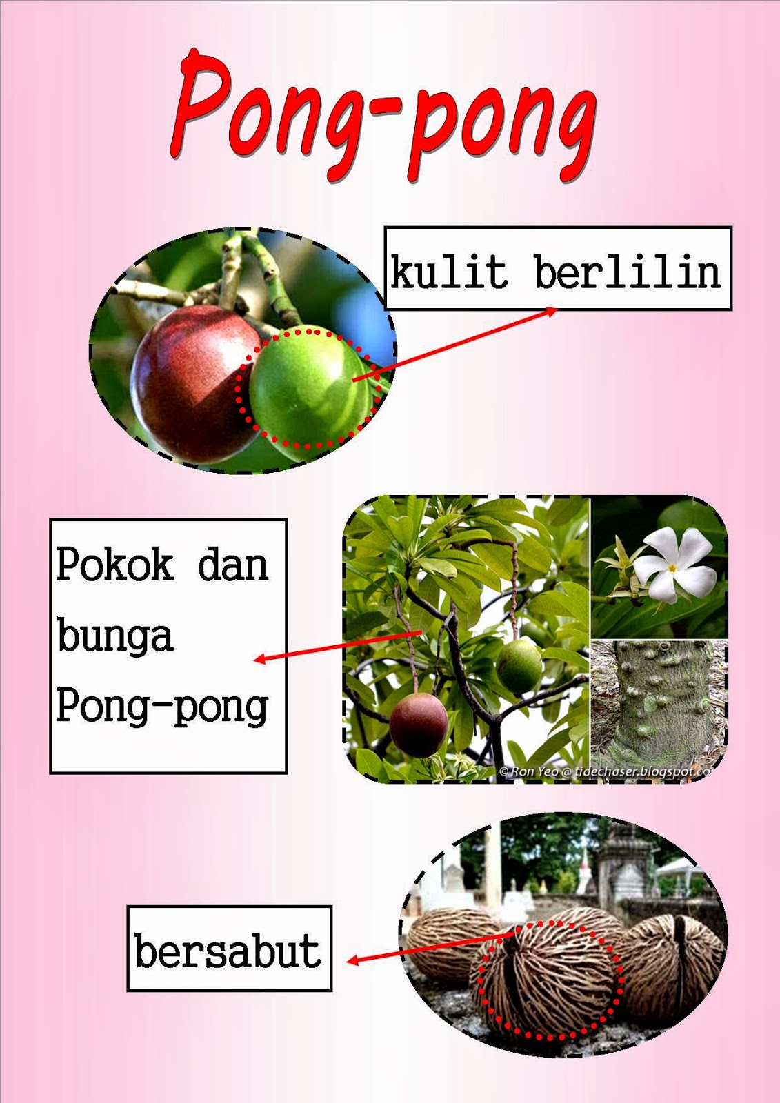 Ini Blog Cgufarah Angin..Air..Haiwan..Manusia.. dan