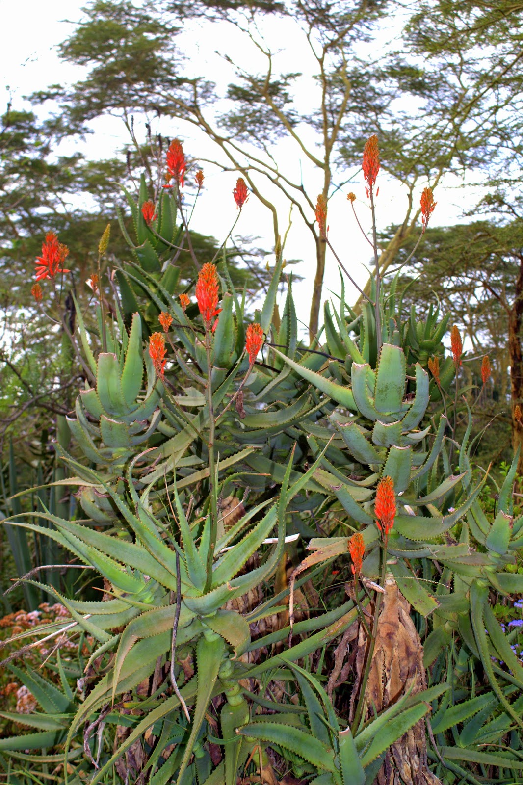 Something About Everything Kenya Plants