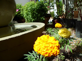 meu jardim - flor amarela e fonte