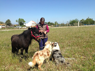 australian shepherd with pony