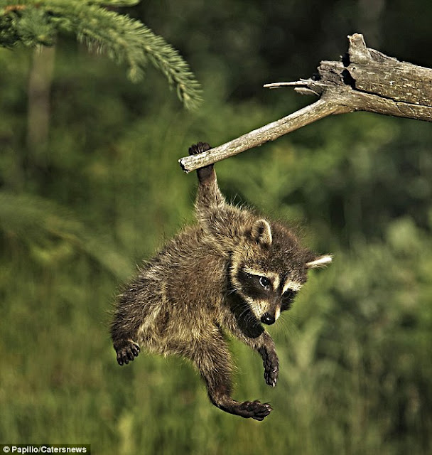 raccoon slipped from a branch, raccoon hangs on dear life by one paw, raccoon pictures