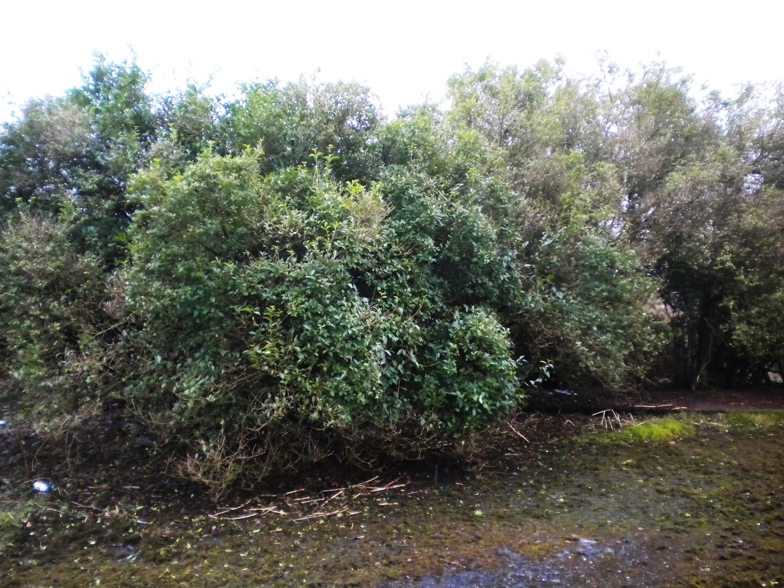 Ligustrum Ovalifolium Privet Uploaded By Craigstarkey