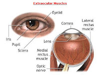 Eye Muscles Diagram Eye Muscles Diagram
