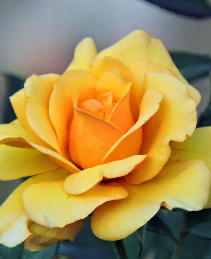 Yelllow rose, guess the meaning of yellow rose Backyards Click
