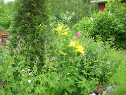 Keltapäivänliljojen ensimmäiset, seuranaan mm. tummakurjenpolvia Geranium phaeum