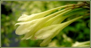 Impressive Visitation Rotary Botanical Gardens
