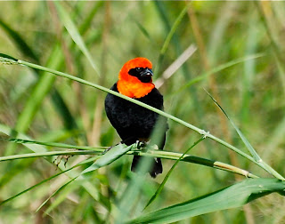 Black-Winged Bishop
