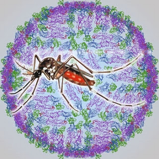 virus dengue